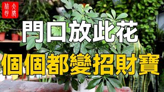 自帶“貴氣”的四種花，個個都是“招財花”，門前養一盆，富貴又吉祥！#大佬你好啊