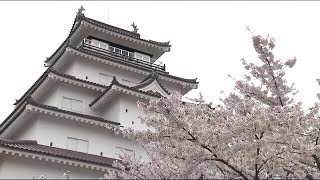 春の会津若松市を楽しむ　鶴ヶ城の満開のサクラと夜桜と…YOASHOBIでまち歩き【福島発】 (22/04/15 21:30)