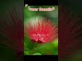 ranjhana ve song। nature beauty। nilufa islam flowers trending viralshort