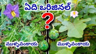 ఏది ఒరిజినల్ ముళ్ళ వంకాయ మొక్క | ఇలా తెలుసుకోండి | Mulla Vankaya | Vakudu |  Praveenacreativeworks