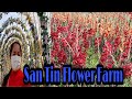 SAN TIN FARM IN SHEK WU WAI YUEN LONG HONGKONG #santinfarm #yuenlongflowerfarm