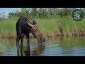 more kayaking with moose bulls cows calves mooseman video photography calendar