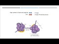 histone post translational modifications