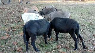 A few of our Miniature Donkeys on Pinestone Farms