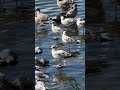 🔥what lovely gull flying 🔥可爱的海鸥🔥so cute 海鸥 野生动物 wildanimals nature birds bowriver calgary