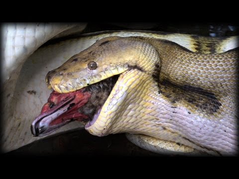 Topics Videos Python Eats Duck 01 Stock Footage