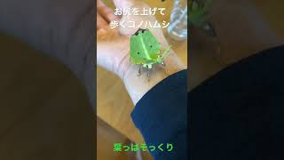 お尻を上げて歩くコノハムシ‼️