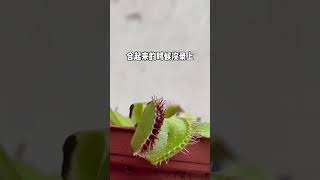 養一盆吃葷的植物是什麼體驗？我給捕蠅草餵蟲子吃。#園藝 #gardening ##venusflytrap