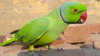 Cute Parrots On Bricks And Talking