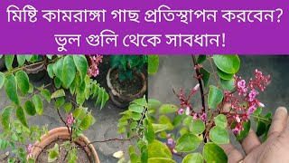 মিষ্টি কামরাঙ্গা গাছ প্রতিস্থাপনের পূর্বে এই বিষয় গুলিতে সাবধান থাকুন! Carambola plants transplant.