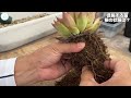 【多肉植物】大きな苗を植え替える時のコツ　大切なのは根の整理＃多肉＃多肉植物＃多肉の育て方