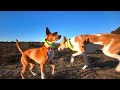 no ads tv for dogs 🌲 dog walking in the forest with nature sounds 🐕 relaxing music for dogs