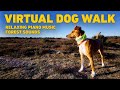 [NO ADS] TV for Dogs 🌲 Dog Walking in the Forest with Nature Sounds 🐕 Relaxing Music for Dogs