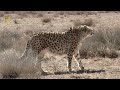 wildlife of iran asiatic cheetah حیات وحش ایران یوز آسیایی