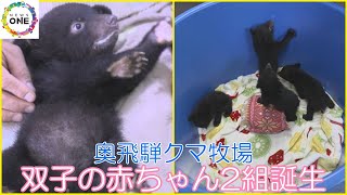 スヤスヤ眠る姿がカワイイ…奥飛騨クマ牧場でツキノワグマの双子2組が誕生 4/22から一般公開 岐阜・高山市