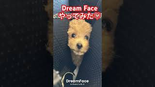 【タイニープードル】4ヶ月女の子🐶#Dream Faceやってみた #shorts