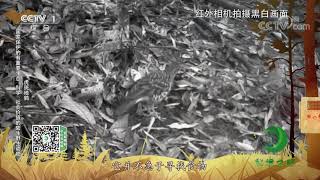 《秘境之眼》 白眉山鹧鸪/山斑鸠/虎斑地鸫 20210722| CCTV