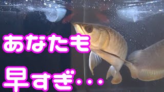 ♯19 入ったばかりの過背金龍が早くも・・・アロワナ水槽arowana