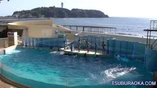 えのすい 新江ノ島水族館 イルカ・アシカショー「きずな／kizuna」