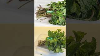 Tips menyimpan daun mint