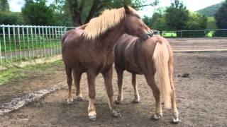 Flaumur und Laxi beim Fellkraulen