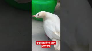 কবুতরের টাল রোগ কেন হয় #কবুতর #pigeon #kabutar#কবুতরের_টাল_রোগ