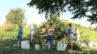 Carbon and Nutrient Dynamics of a Bioenergy Agroforestry System