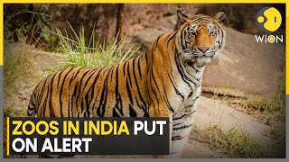 India: Zoos Put on Alert as Avian Flu Kills 3 Tigers, 1 Leopard In Nagpur | World News | WION