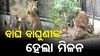 ମିଳନ କଲେ ରାଜା-ରାଣୀ, ଖୁସି ଡିଏଫଓ | Odisha Reporter