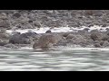 i0097　大分川　また降り出した雨　ハマシギがコガモにいたずら　oita river　it s raining again　dunlin playing prank on teal