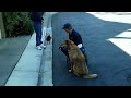 training dog to accept newborn baby