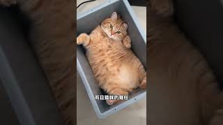 猫咪超级柔韧术！科学养宠攻略 养猫经验分享 养猫知识 新手养猫 猫咪