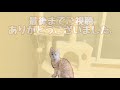 【ねこ】念願のキャットタワー買いました！【購入品】