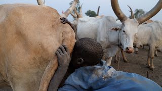 La técnica africana para ordeñar vacas | Mundari Parte 2 🇸🇸