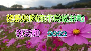 徳島県阿南市見能林「秋桜畑 2022」  4K