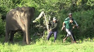 Tracking elephant migrations.