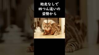 【猫の面白い行動4選】 #猫の豆知識 #猫の雑学 #猫のいる暮らし