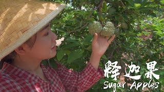 阿盆姐的Vlog｜跟小豪去摘释迦果啦【滇西小哥】