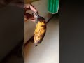 Pisang ini kembar kali ya... (Gancet)|#shorts #hiburan