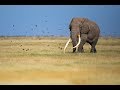 An Elegant Moment from the Amboseli