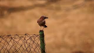 Garrulus glandarius - Eurasian Jay - Grifsha.