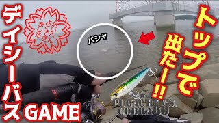 【シーバス】デイゲームのトップシーバス！水面直下の大興奮釣行！