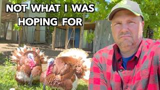 Bad News with the Turkeys