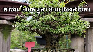 Bonsai Station [Tour Station] EP.28 พาชมโมกหนูลา ที่สวนบอนไซปองสายห้า