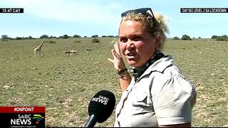 Animal kingdom | Tutywa, the giraffe that runs with the eland