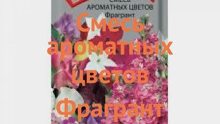 Смесь ароматный Ароматных цветов Фрагрант 🌿 обзор: как сажать, семена смеси