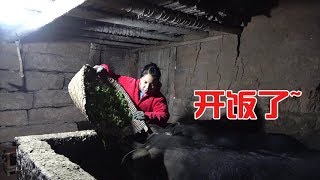 英子从医院回来，老爸交代好家里的事情，最重要是把二师兄喂好【农村小英子】