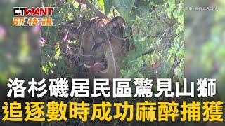 CTWANT 國際新聞 / 洛杉磯居民區驚見山獅　追逐數時成功麻醉捕獲