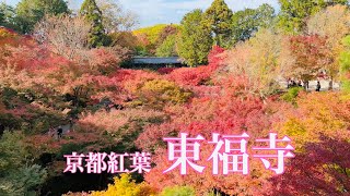 4K 色鮮やかな東福寺を散策🍁【京都の紅葉の名所】 Walking around Tofuku-ji Temple