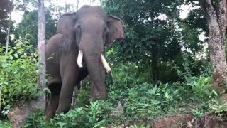 ELEPHANT TRYING TO ATTACK VEHICLE  || ഒറ്റയാൻ റോഡിലൂടെ പോകുന്ന വാഹങ്ങൾക്കുനേരെ പാഞ്ഞടുത്തപ്പോൾ||